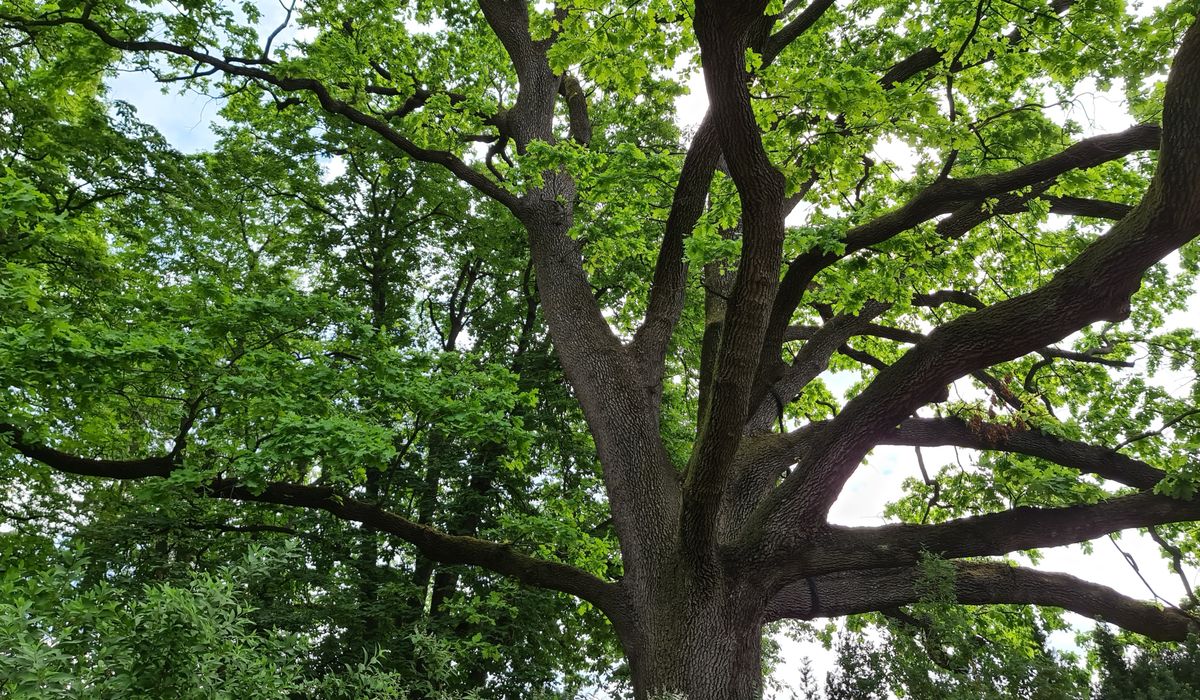 How to Identify Common British Oak Trees in Winter