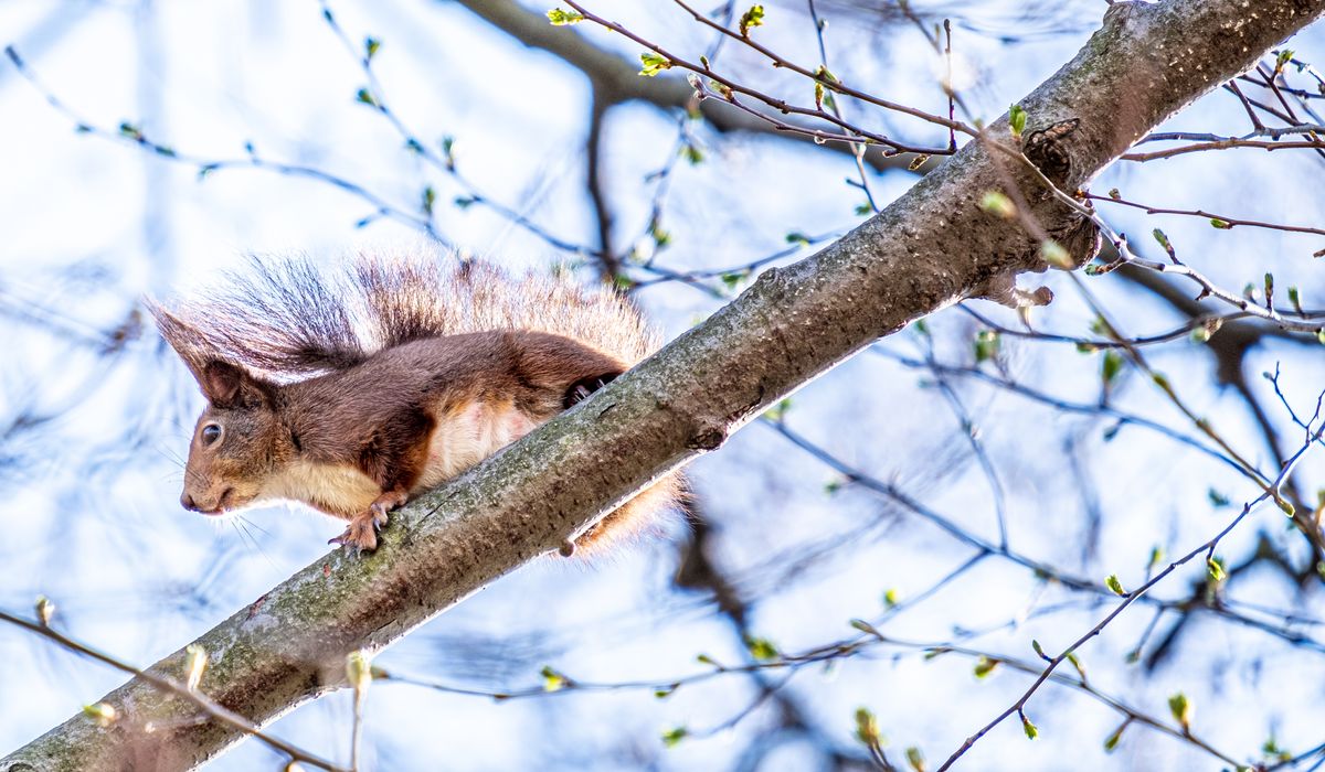 Protecting Native Red Squirrels in Northern England