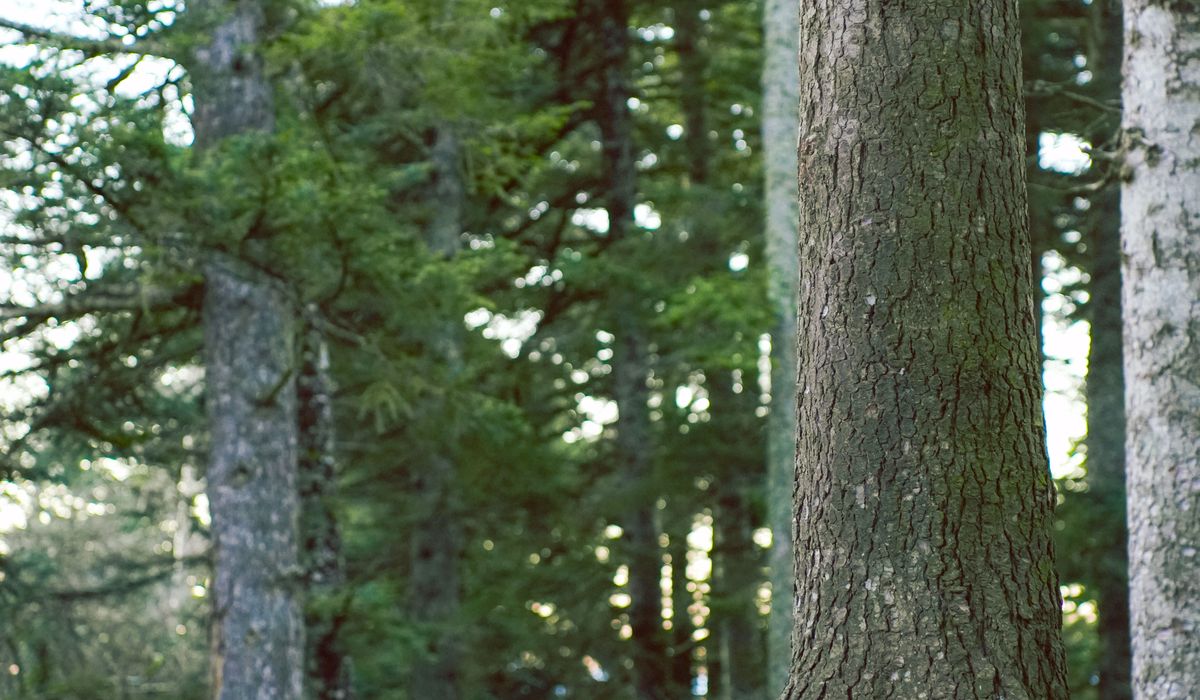 Recognising the Signs of Ancient Woodland