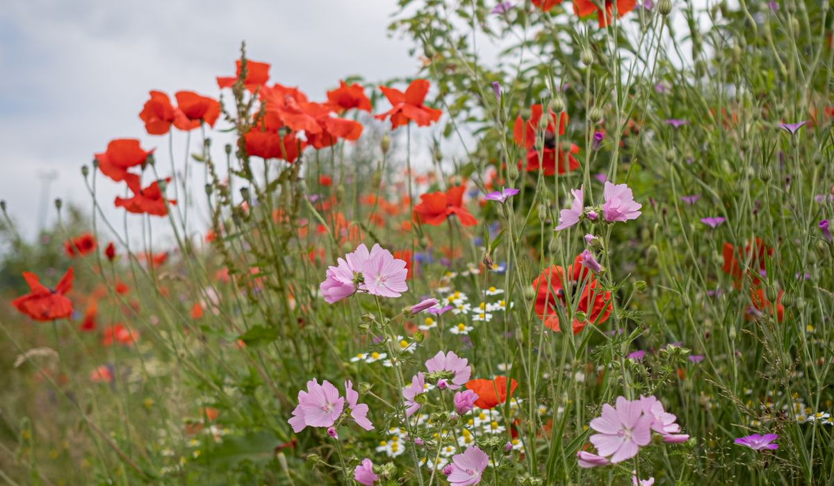 Understanding Soil Health in Country Gardens